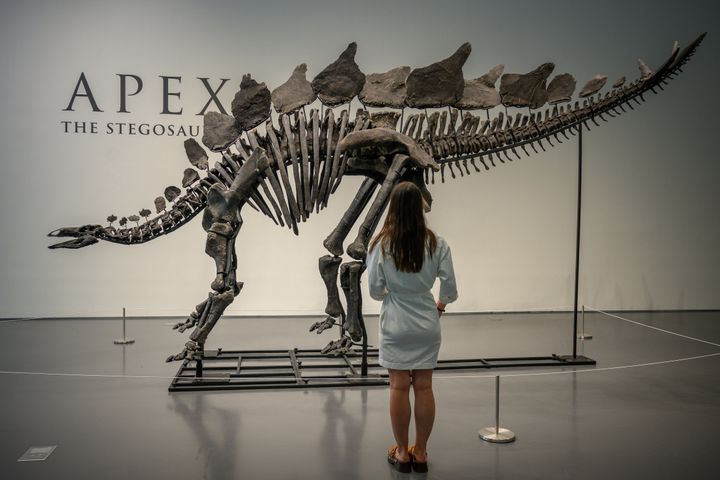 The stegosaurus fossil was on brief display at Sotheby’s in New York City.