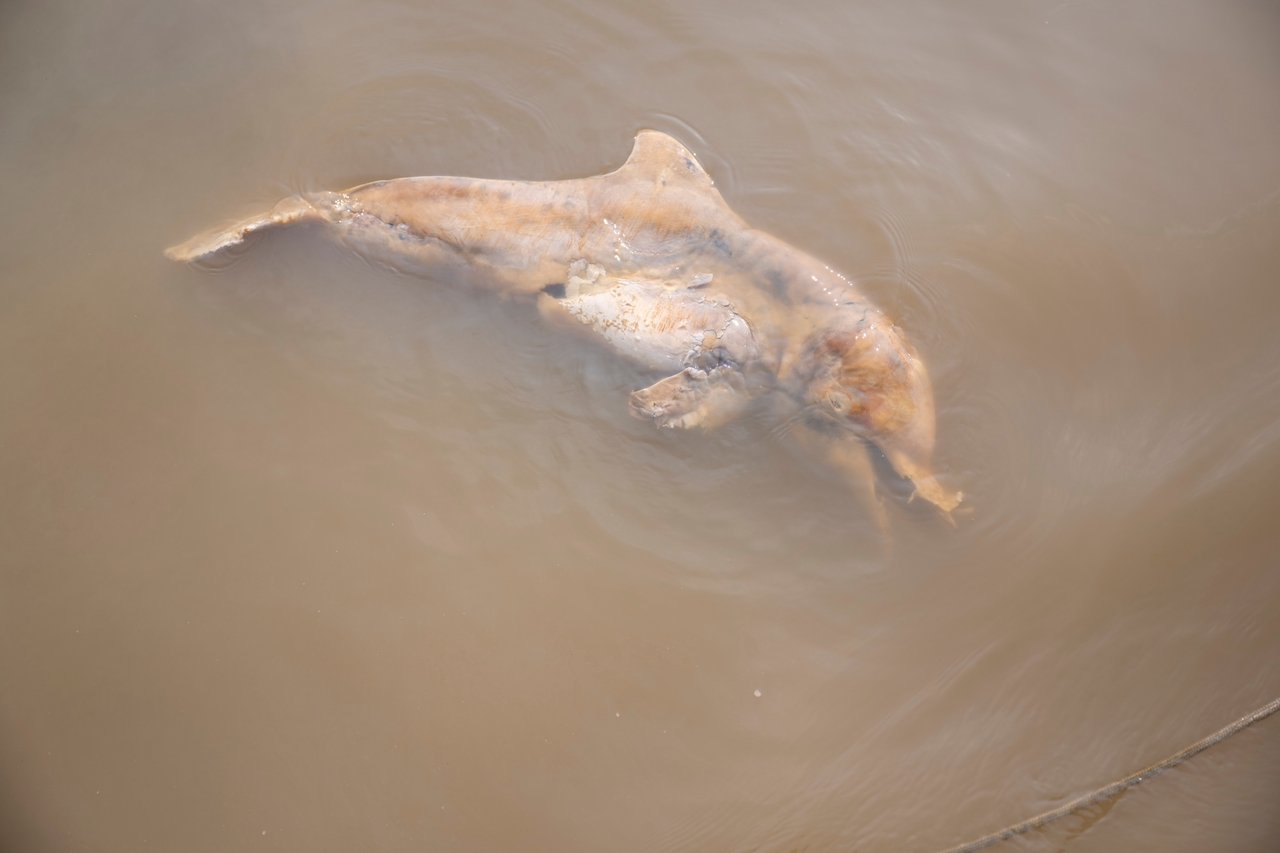 A decomposing tucuxi river dolphin floats below the surface of the Rio Solimoes, just downstream of the Brazilian city of Coari, on Nov. 15, 2023. 