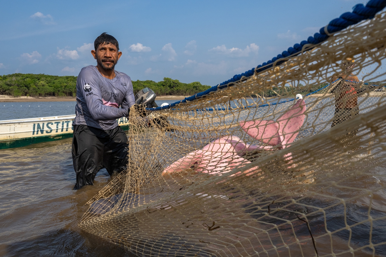 Fishermen working with the Mamirauá Institute capture a pink river dolphin for a team of biologists and veterinarians waiting on the river bank nearby on Aug. 19, 2024.