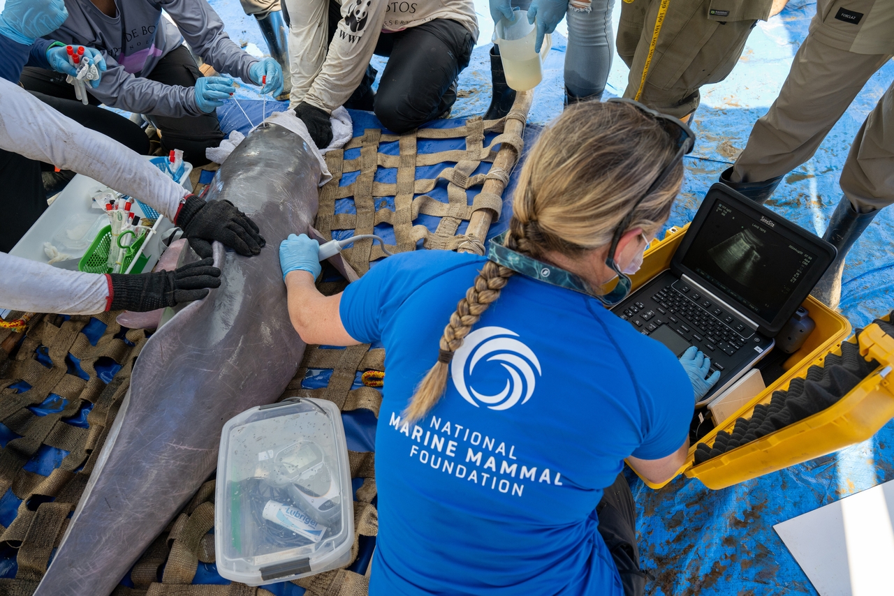 Dr. Jenny Meegan, a veterinarian and dolphin expert with the U.S.-based National Marine Mammal Foundation, examines an endangered pink river dolphin with an ultrasound machine on Aug. 20, 2024. Meegan was part of an international team working with the Mamirauá Institute to conduct health assessments of Lake Tefé's pink river dolphins over two weeks in August.