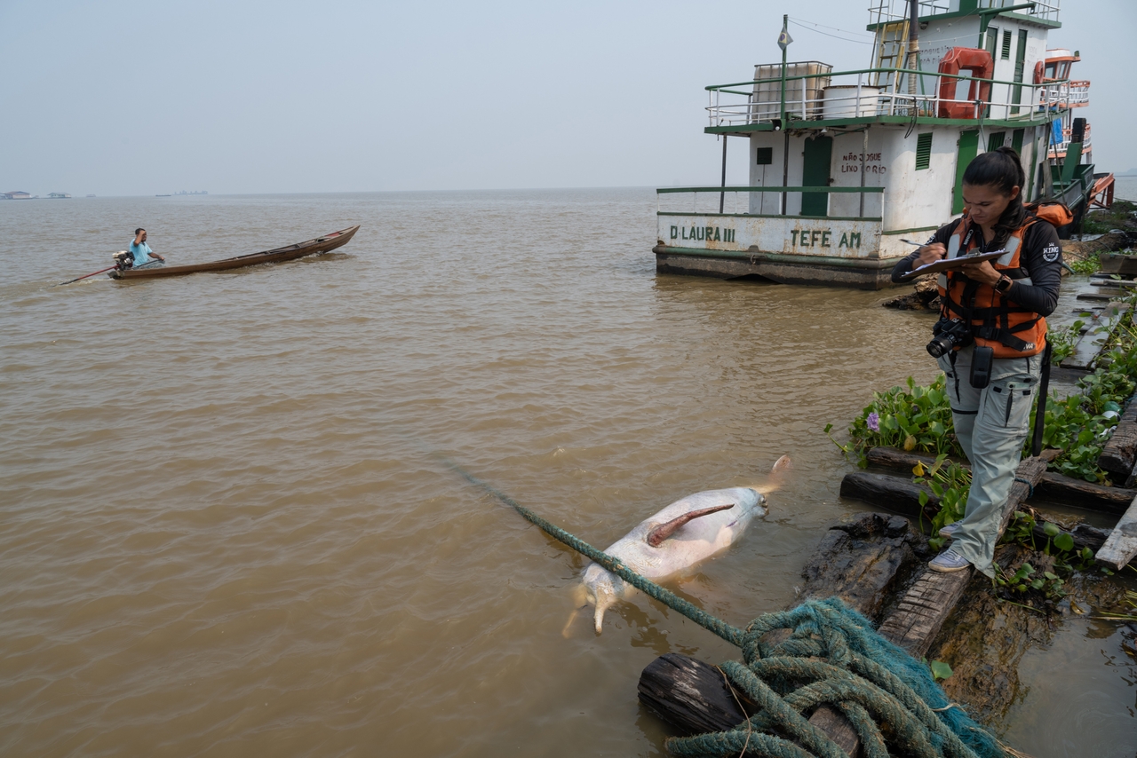 Biologist Daiana Guedes da Costa documents a dead pink river dolphin she found floating during a routine monitoring trip on Aug. 28.