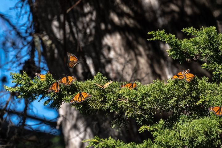 Monarch butterflies are seen as they overwinter in a protected area inside Natural Bridges State Beach in Santa Cruz, California, on Jan. 26, 2023.