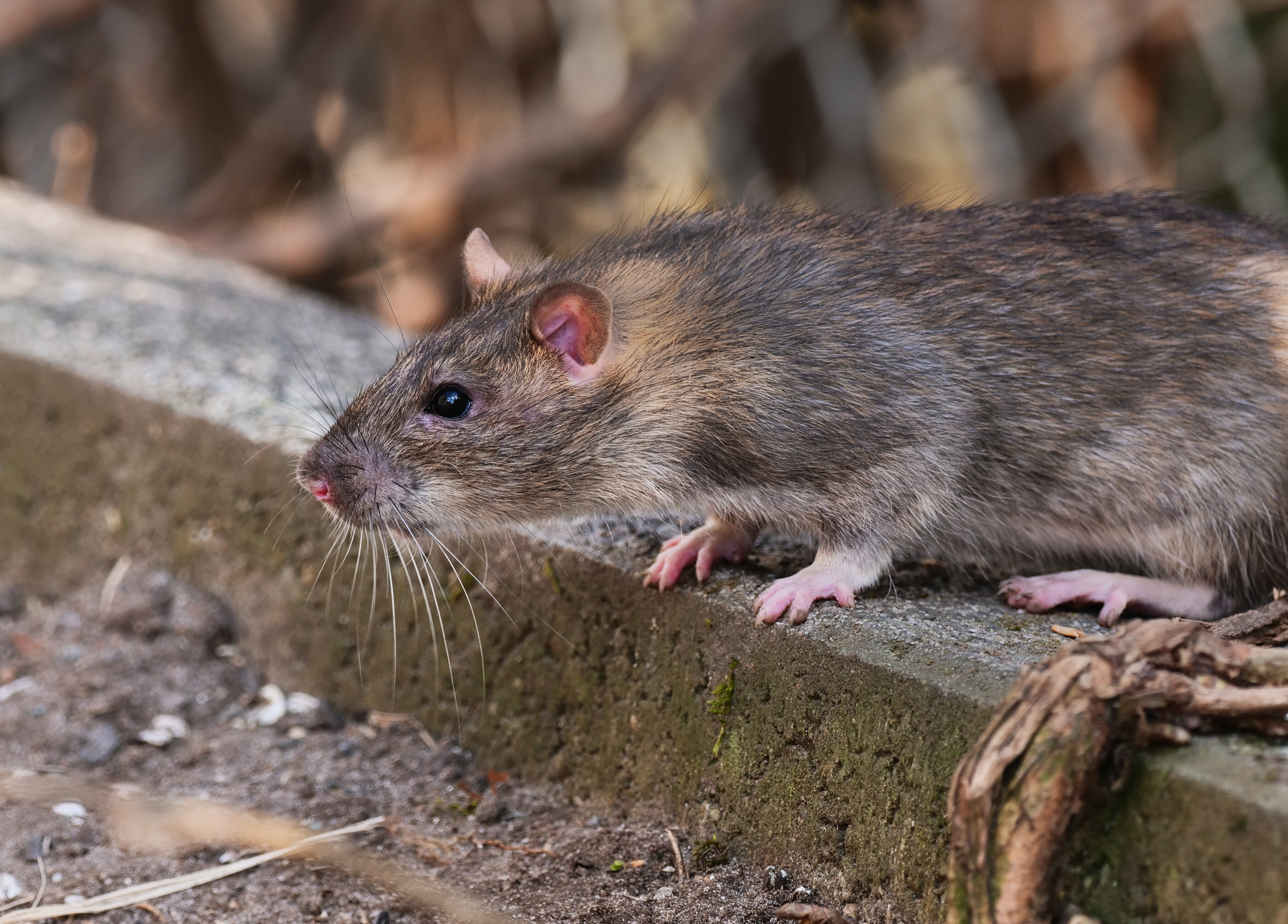  “Rodents, bugs, fungus, all kinds of things love drugs,” forensic expert Peter Stout told reporters.