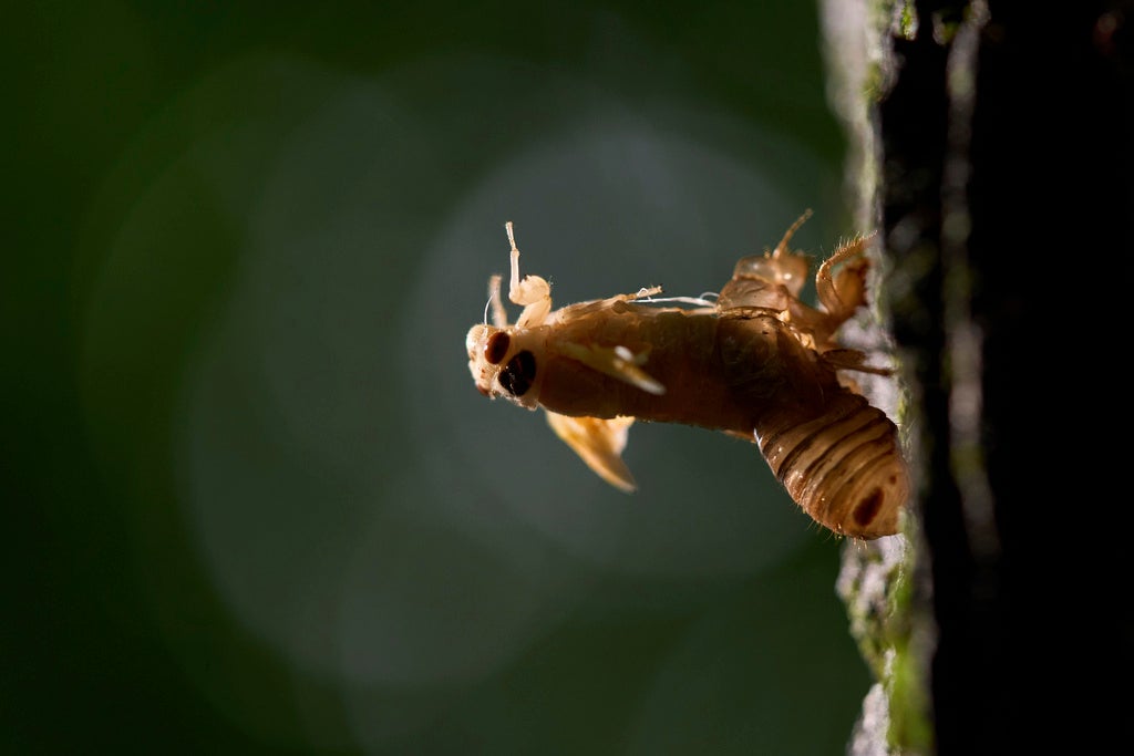 An adult periodical cicada sheds its nymphal skin and clings to the trunk of a maple tree in Cincinnati. (AP Photo/Carolyn Kaster)