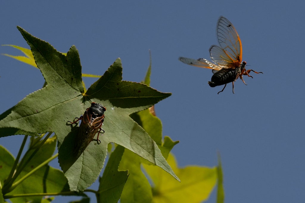 A periodical cicada flies from a branch of an American Sweetgum tree in the Valley View Nature Preserve in Milford, Ohio. (AP Photo/Carolyn Kaster)