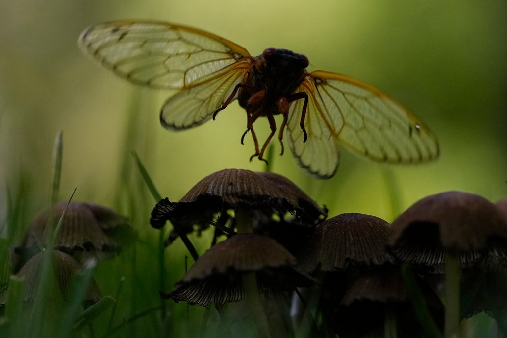 An adult periodical cicada is silhouetted as it flies from a mushroom top in Loveland, Ohio. (AP Photo/Carolyn Kaster)