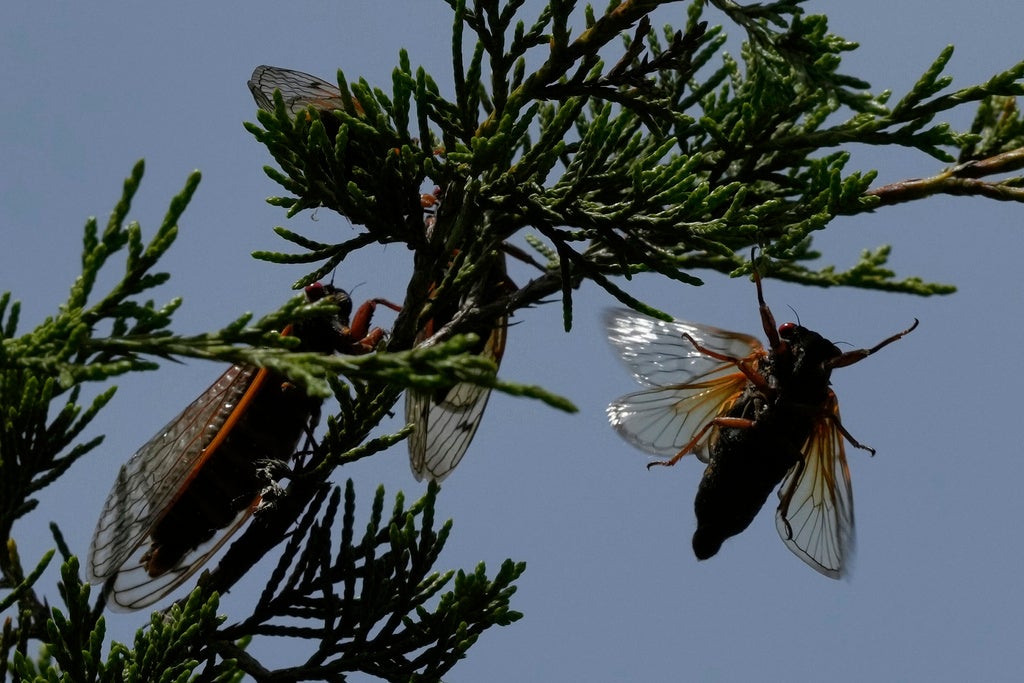 Periodical cicadas fly and gather on a Eastern Redcedar tree at Valley View Nature Preserve in Milford, Ohio. (AP Photo/Carolyn Kaster)