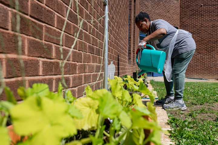 Aretha Richardson waters seedlings planted during an adult SNAP-Ed class in the community garden at Moravia Park Elementary School in Baltimore on June 4.